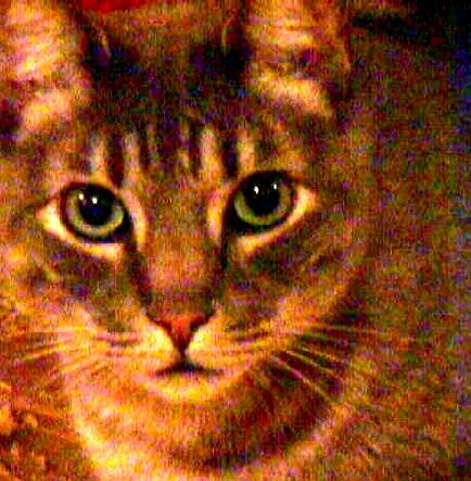 Look at those

 adorable eyes. He's just so cute!