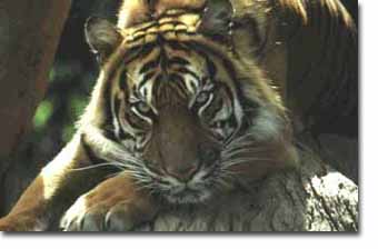 tiger